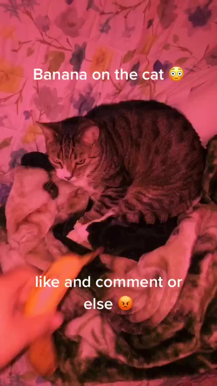 @Fishie