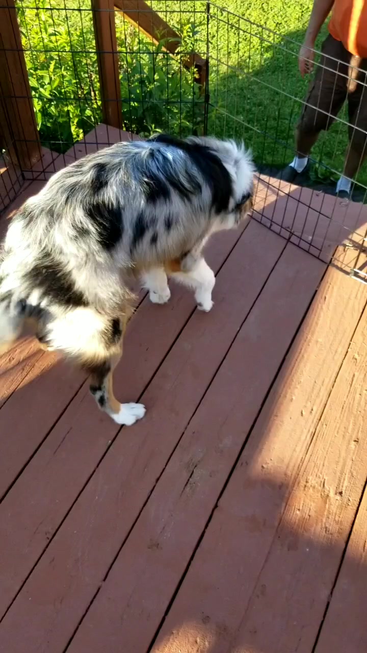 @Jett The Aussie