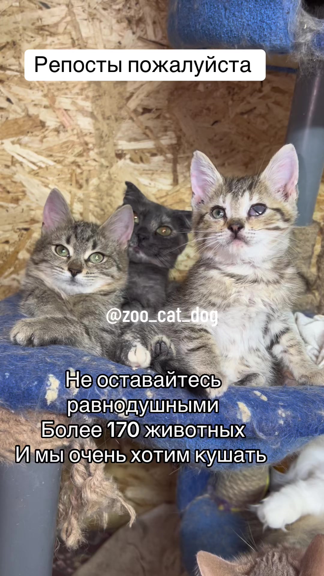 @zoo_cat_dog