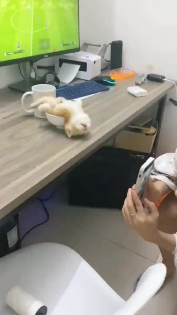 @Animal TV