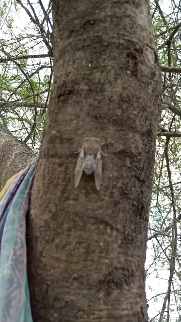 @Shiva Varikuppala