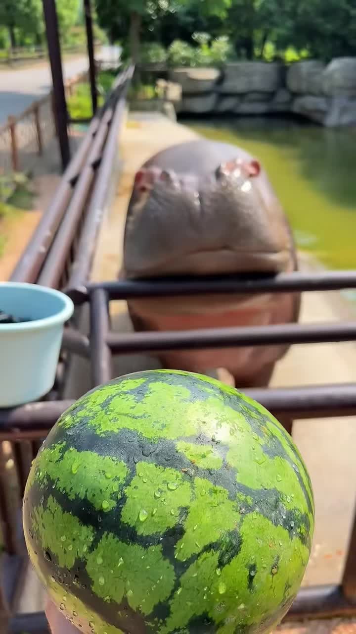 @Hippo