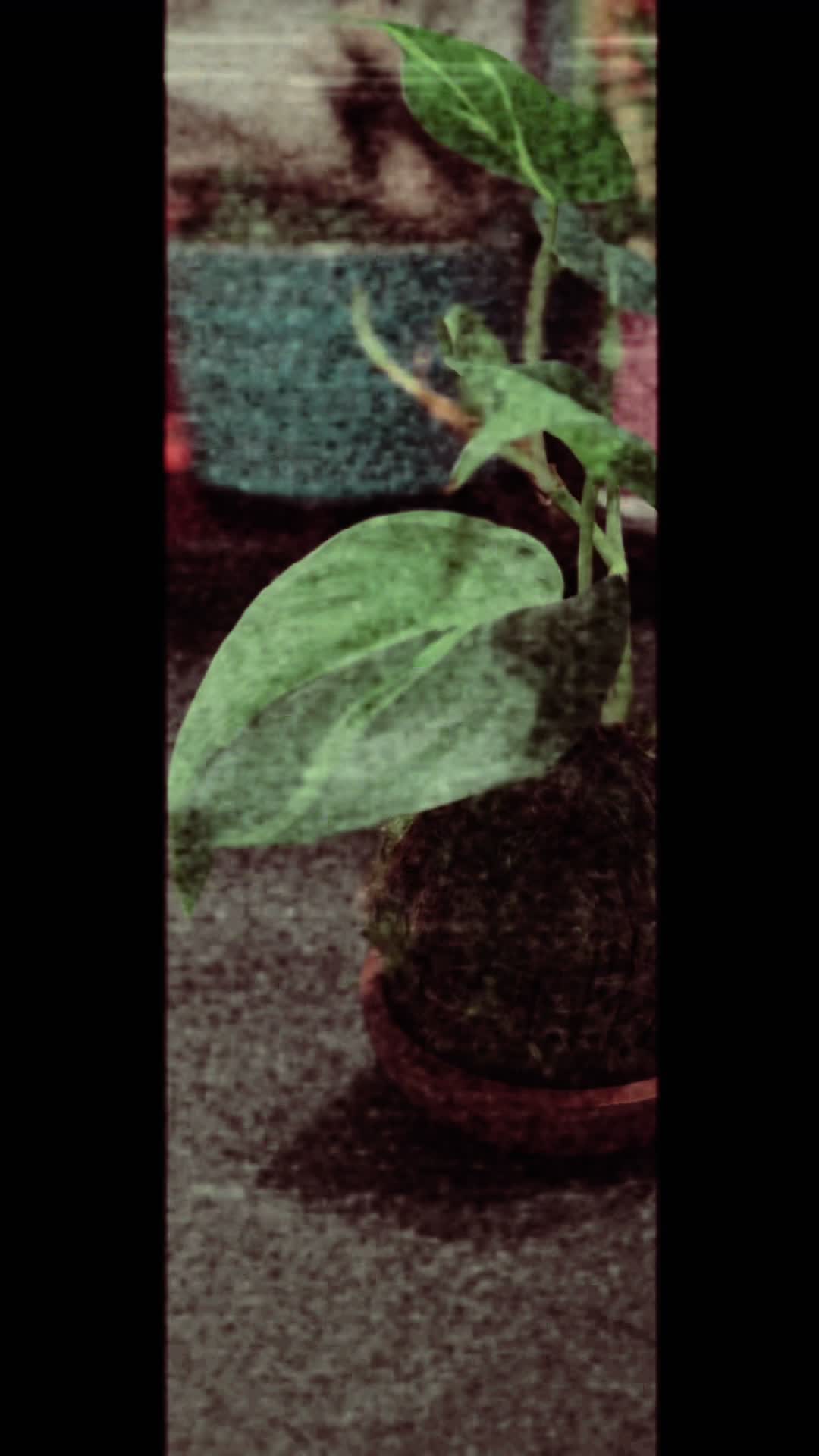 @Art-Plant-Upcycle