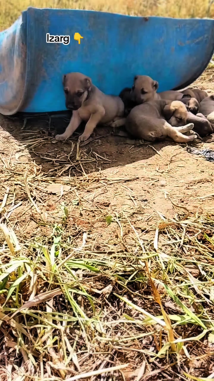 @Ãli khadroui ❤️🔥