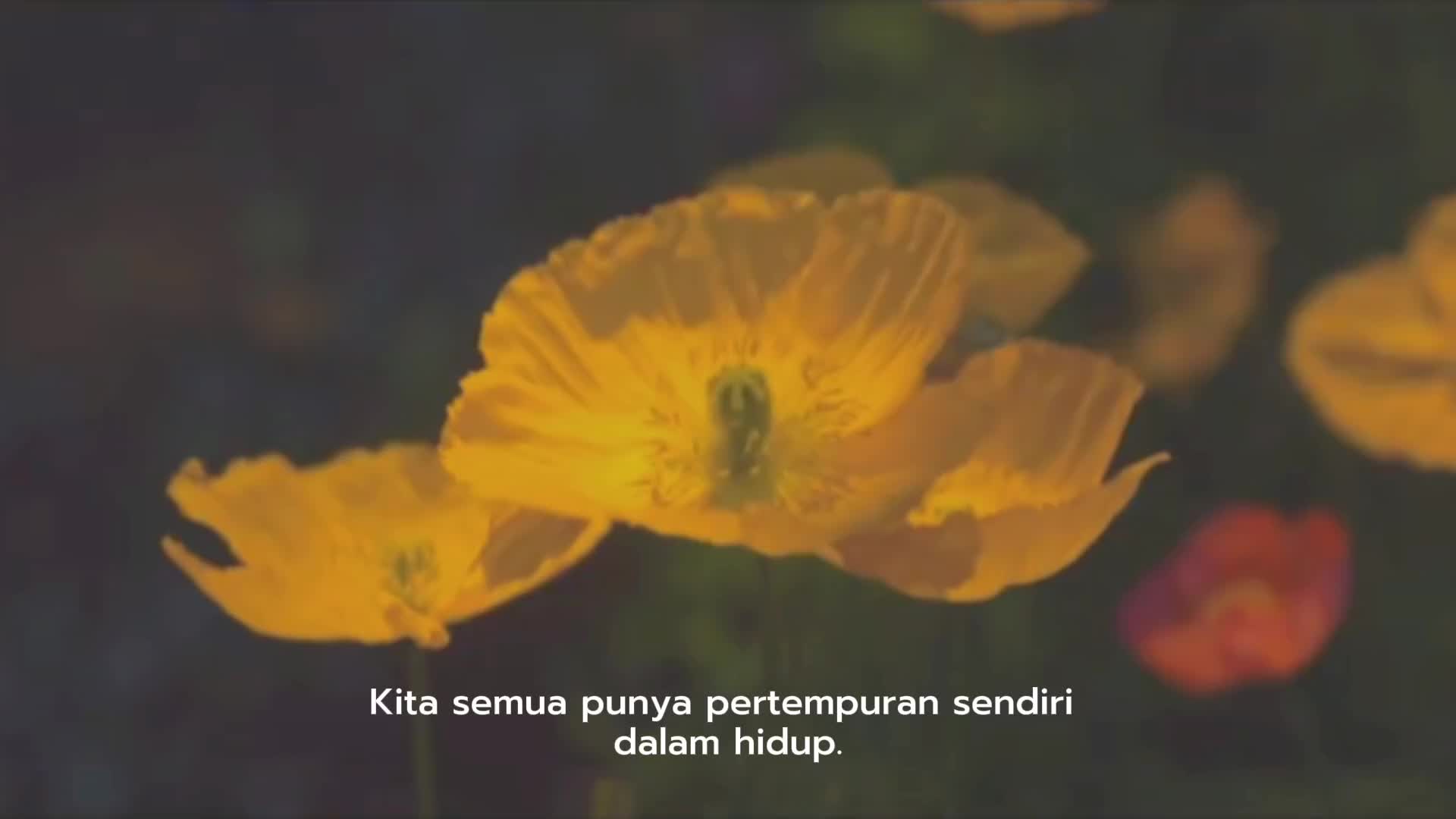@boosterHere🌸