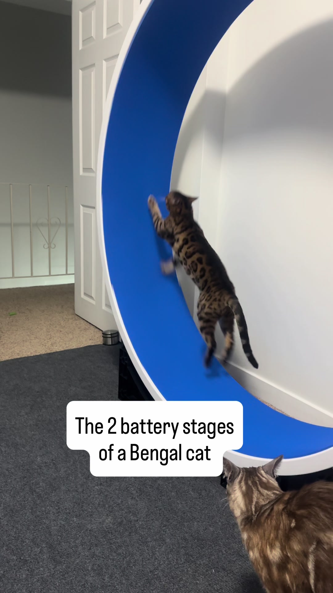 @Three Nawty Cats