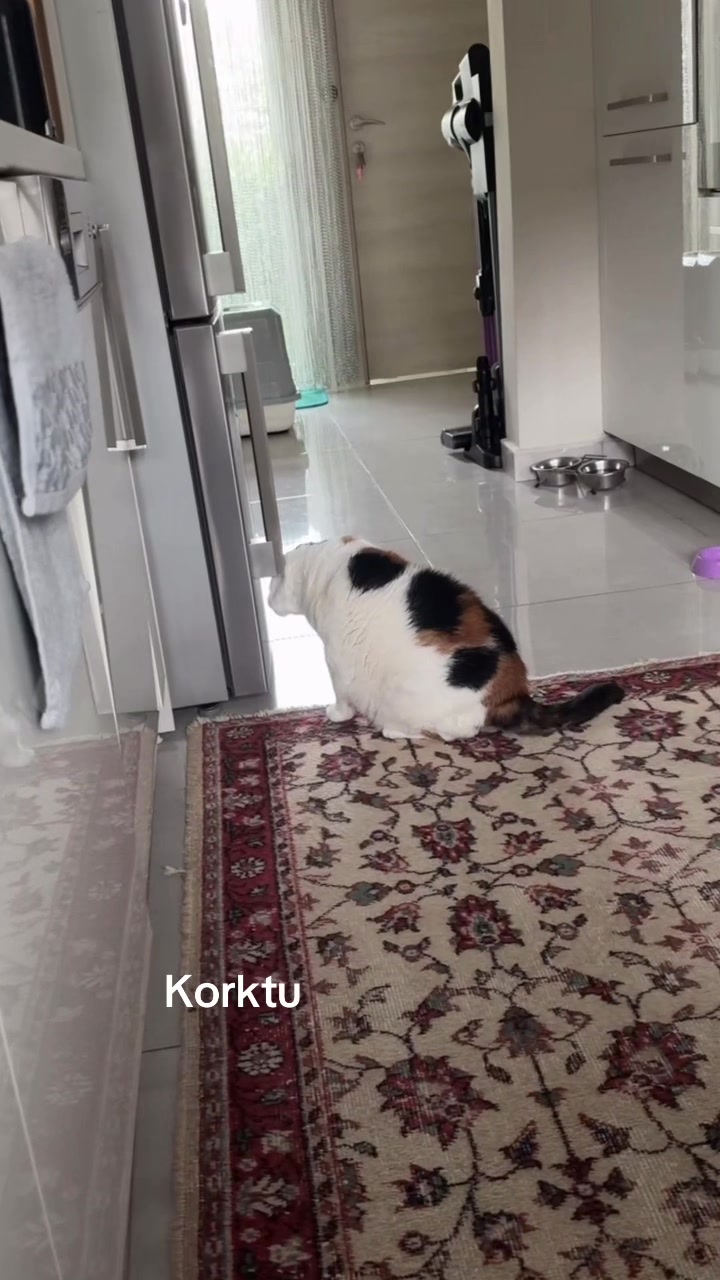 @Çikikatör