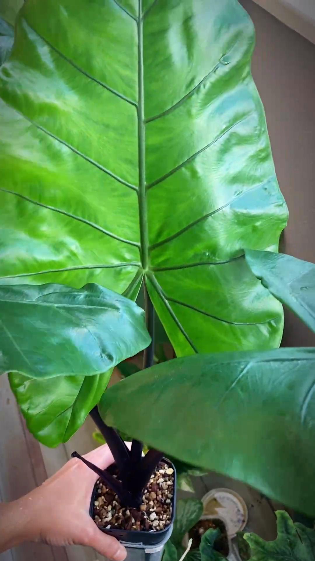 @plantsparadiseplanet