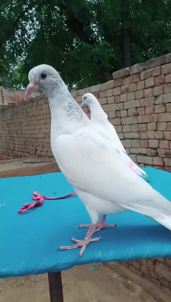 @@karansaspali