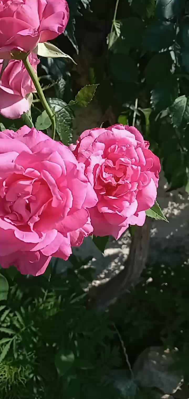 @hükümzüzz🕊