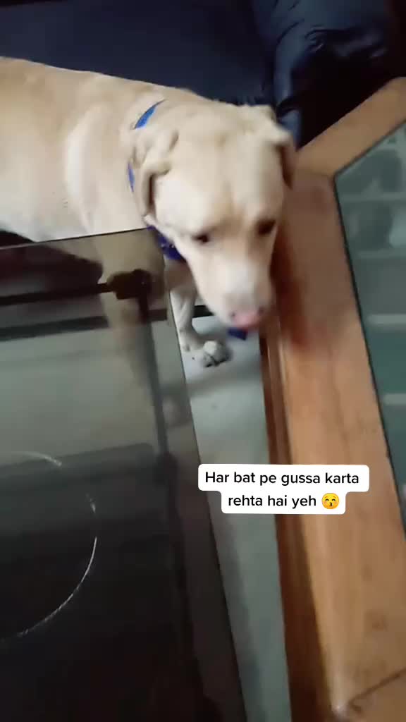 @Cute Doggo 🐶