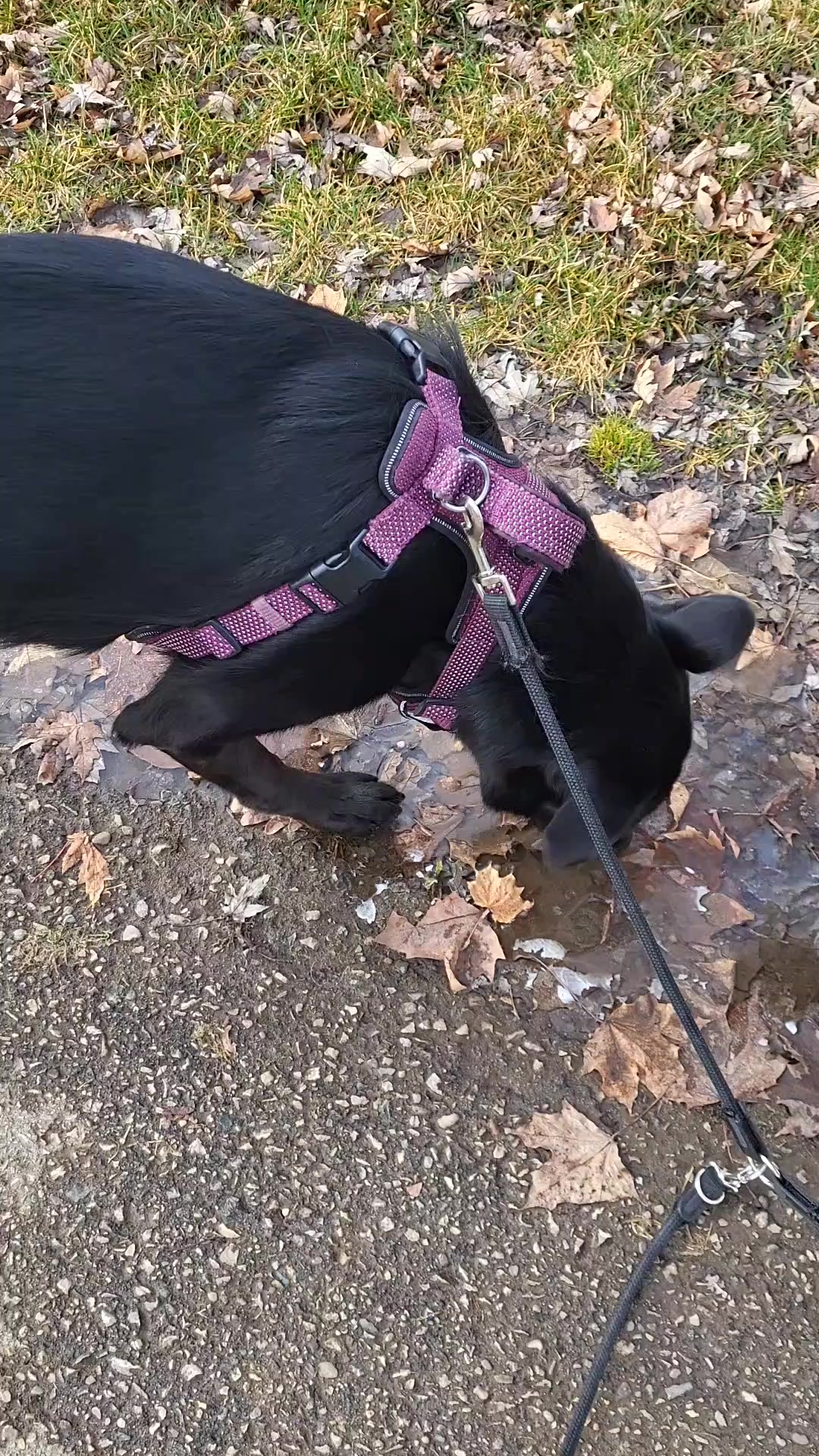 @WestEndDogWalking🐕🚶♀️