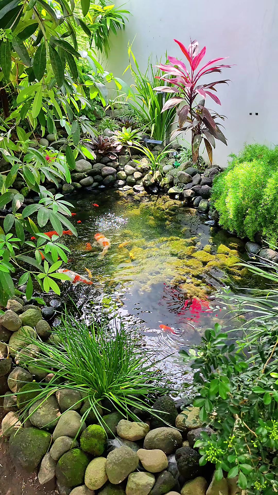@Rumah Koi Prambanan