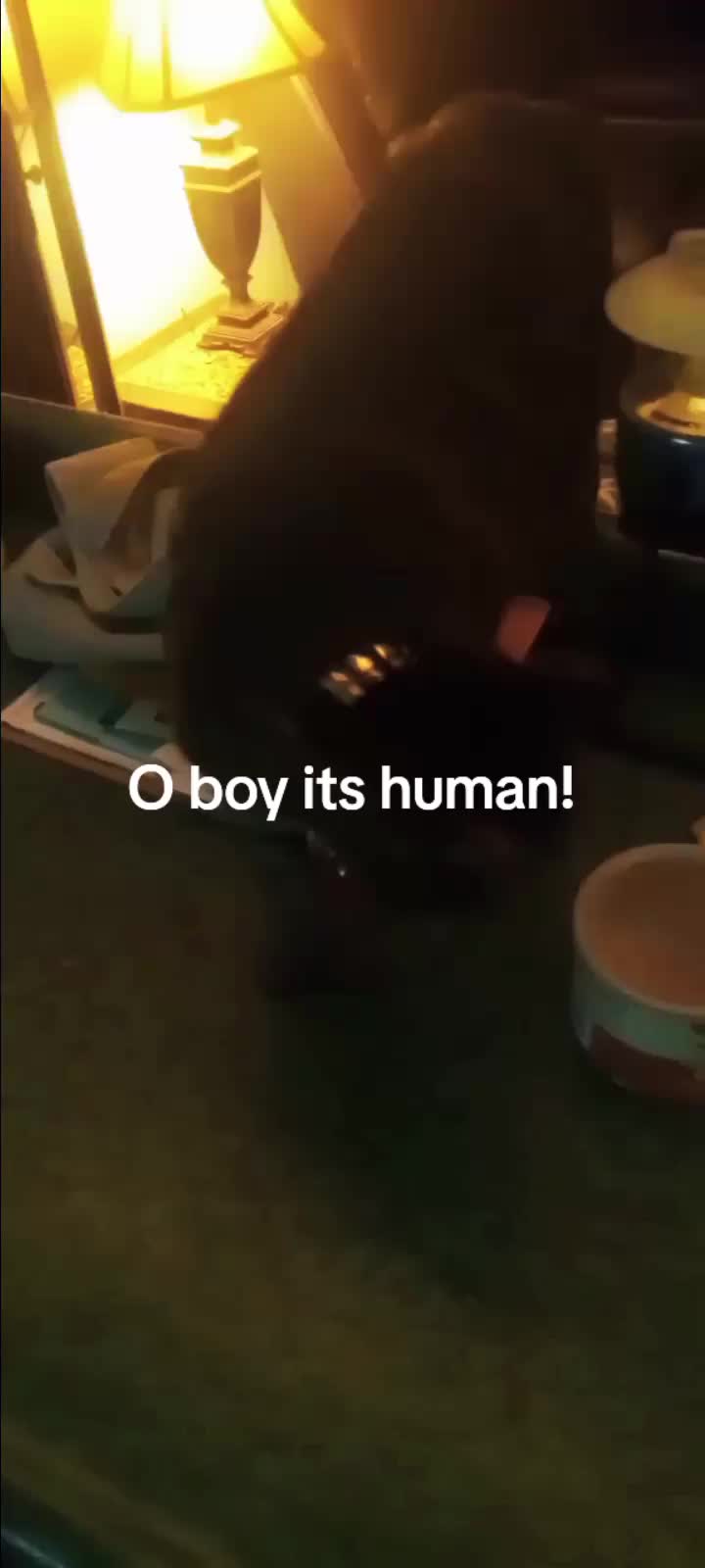 @Relaxcat_Tigerjames
