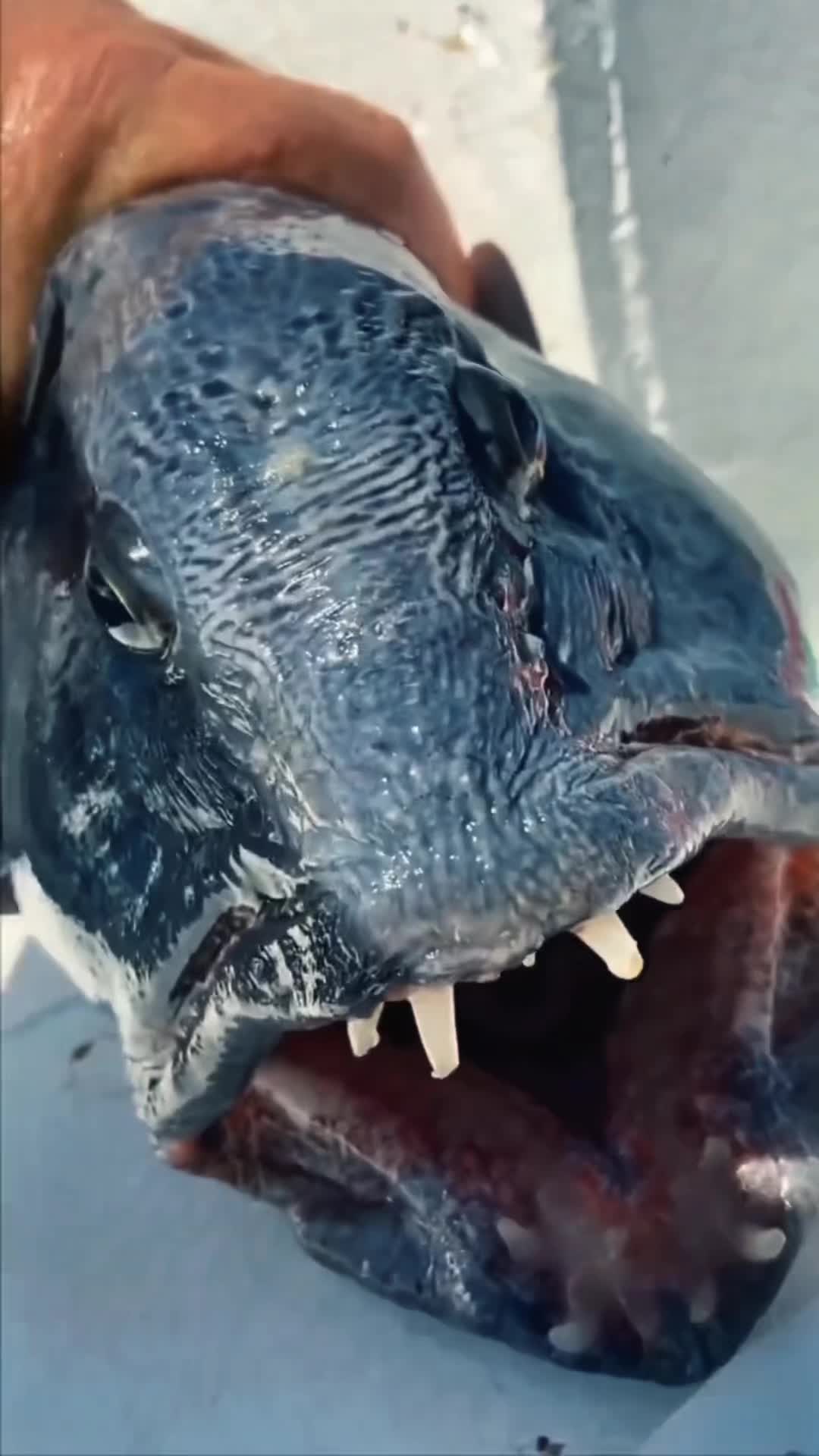 @Crazy Fisherman