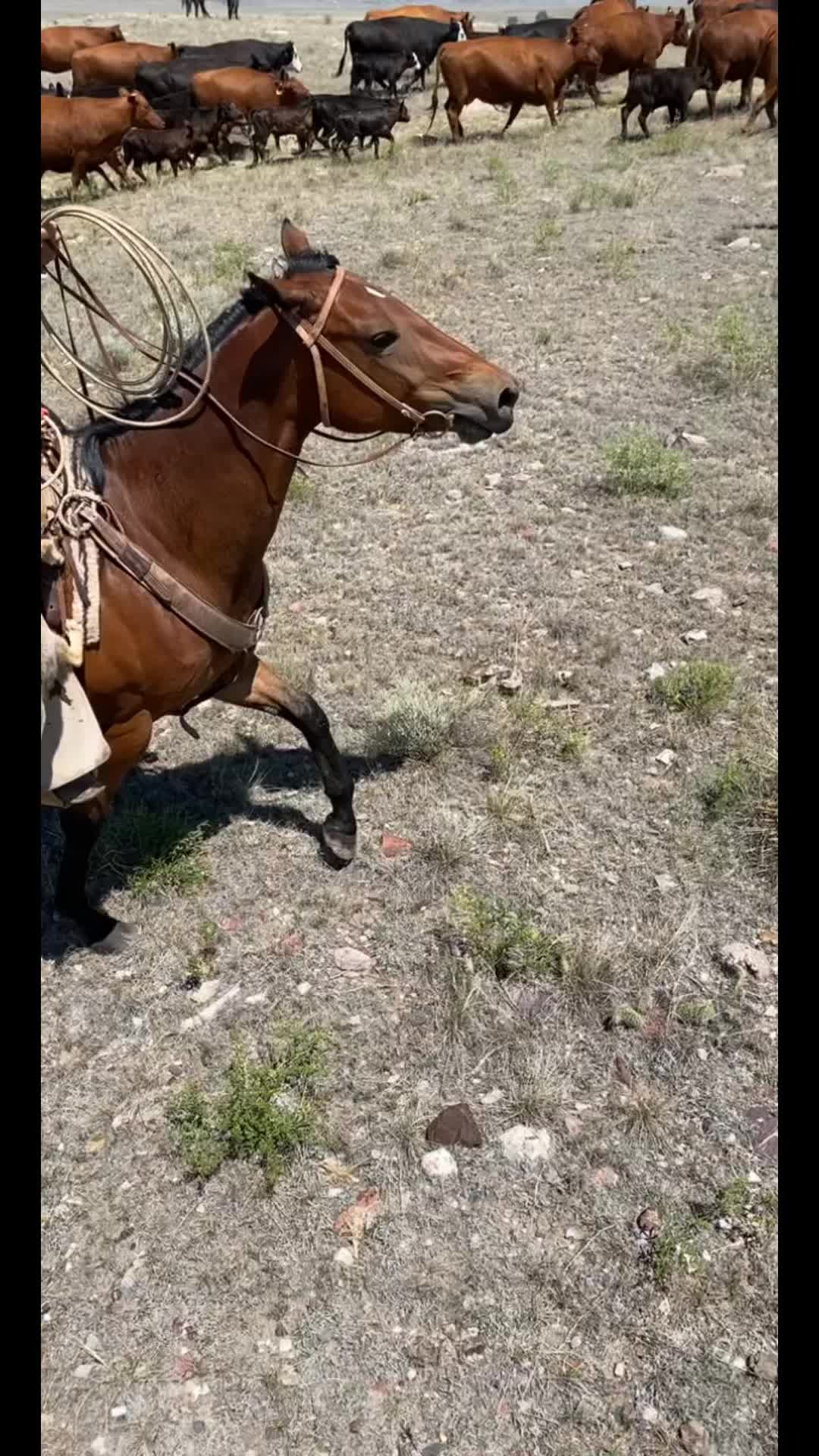 @Dakota Forkner