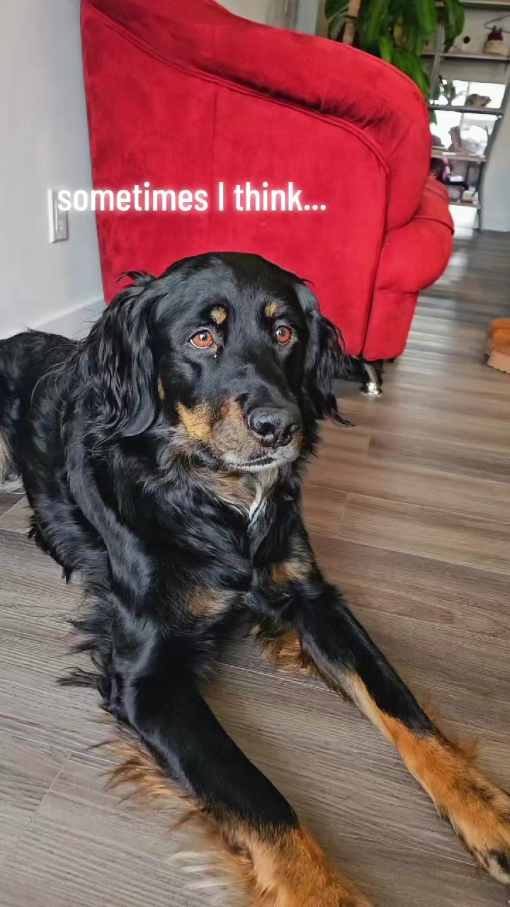 @Toostie the dog 🐶