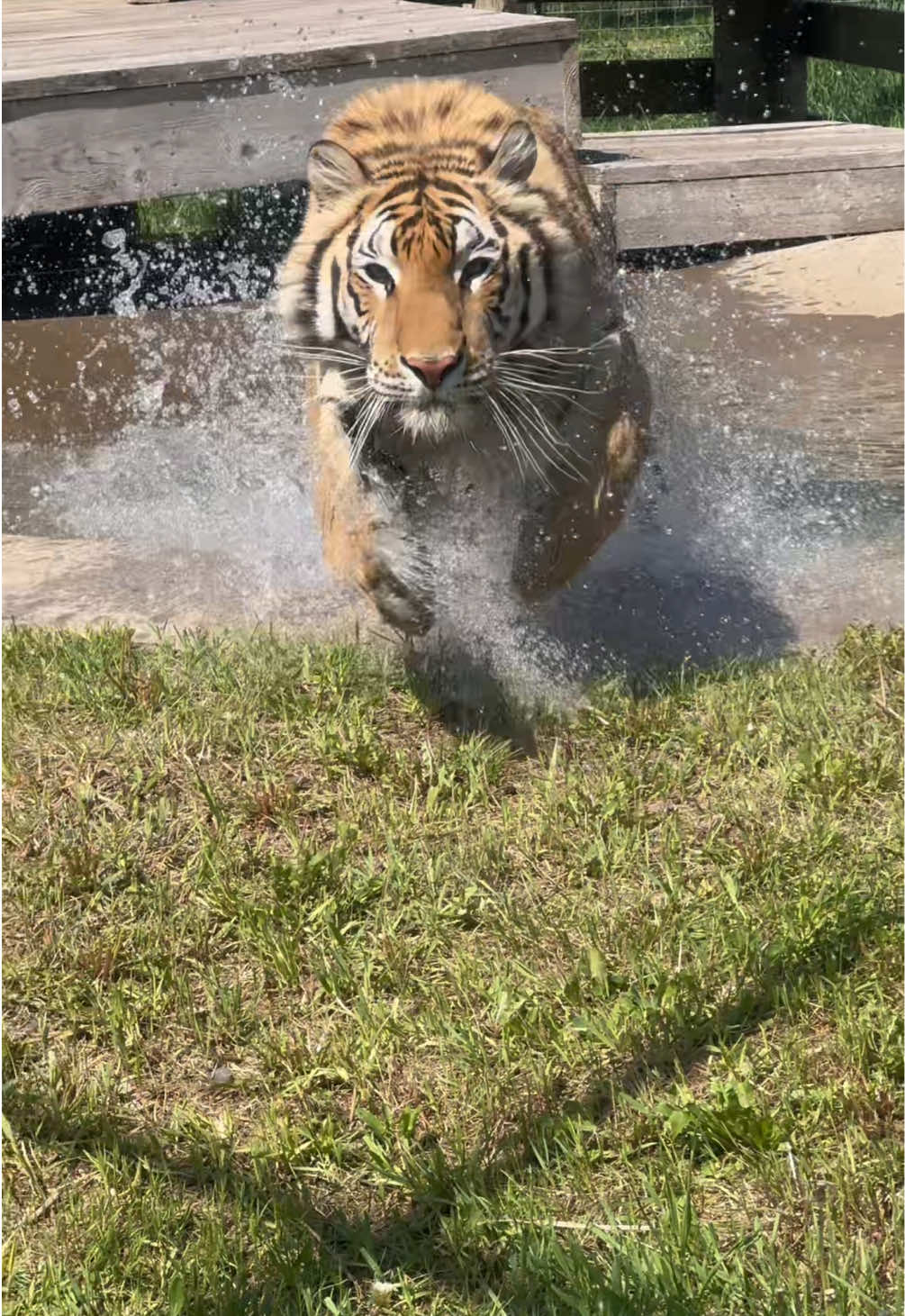 @The Wildcat Sanctuary