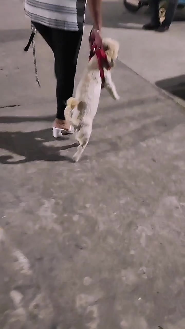 @paraqueveas👁️🐶