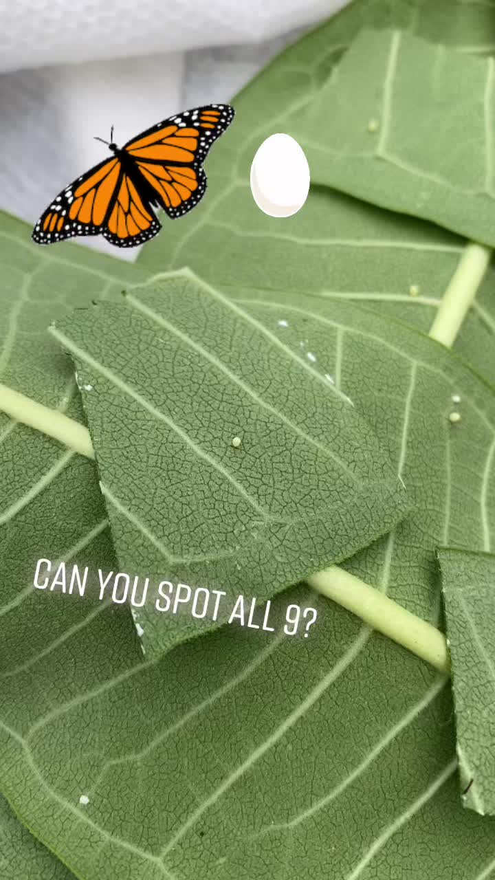 @cadenceacademy986