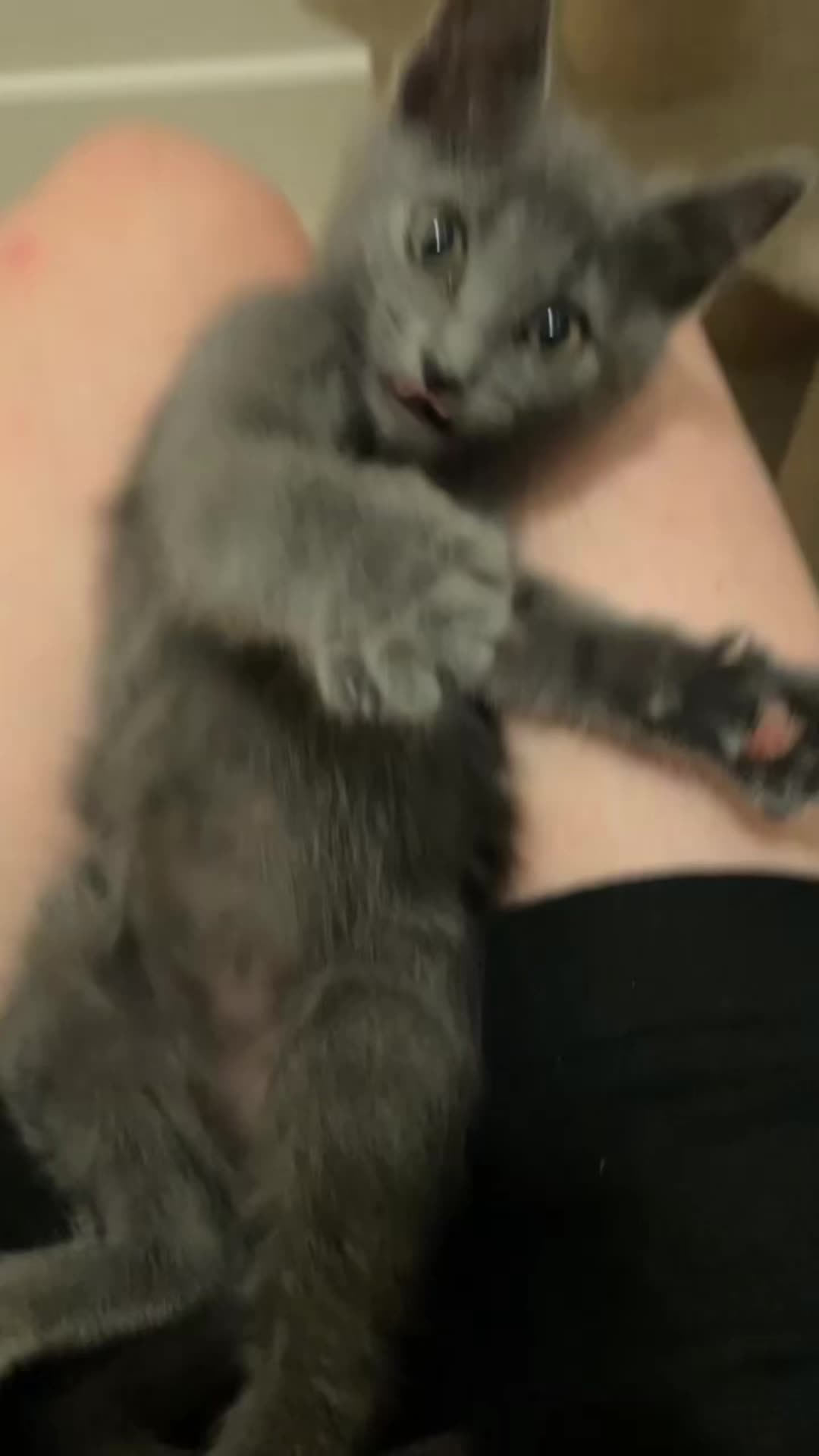 @motel cats