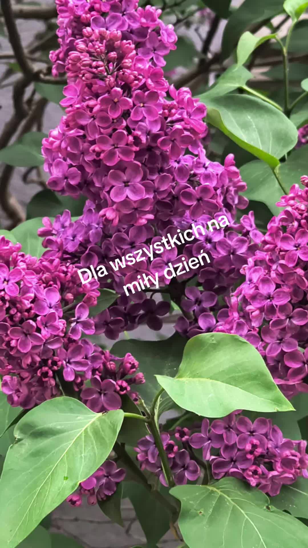 @Tereska
