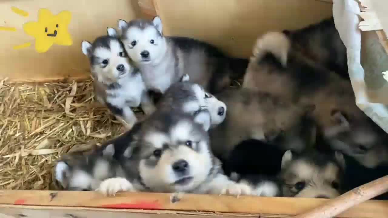 @funnypets818