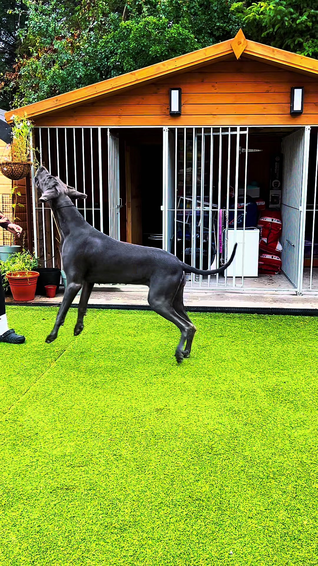 @Chateaudain Great Danes