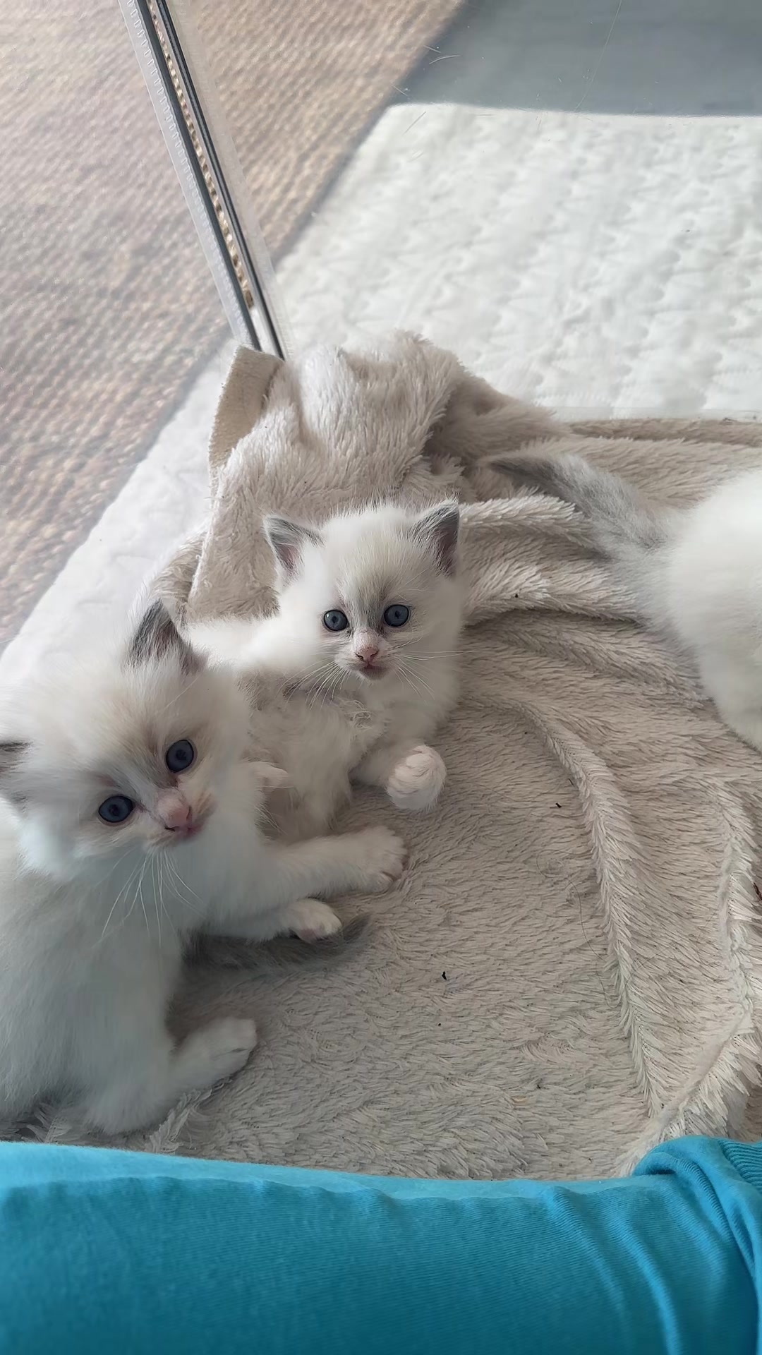 @Ragdoll Kittys🌈🧡🐾
