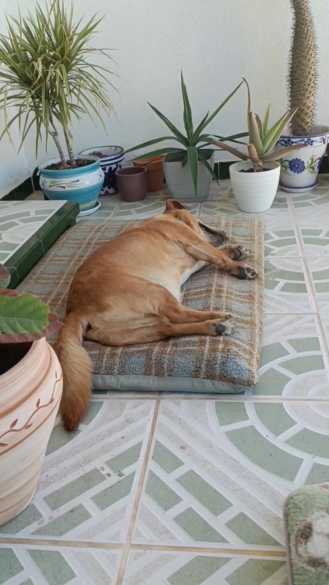 @RoyleDogWalking