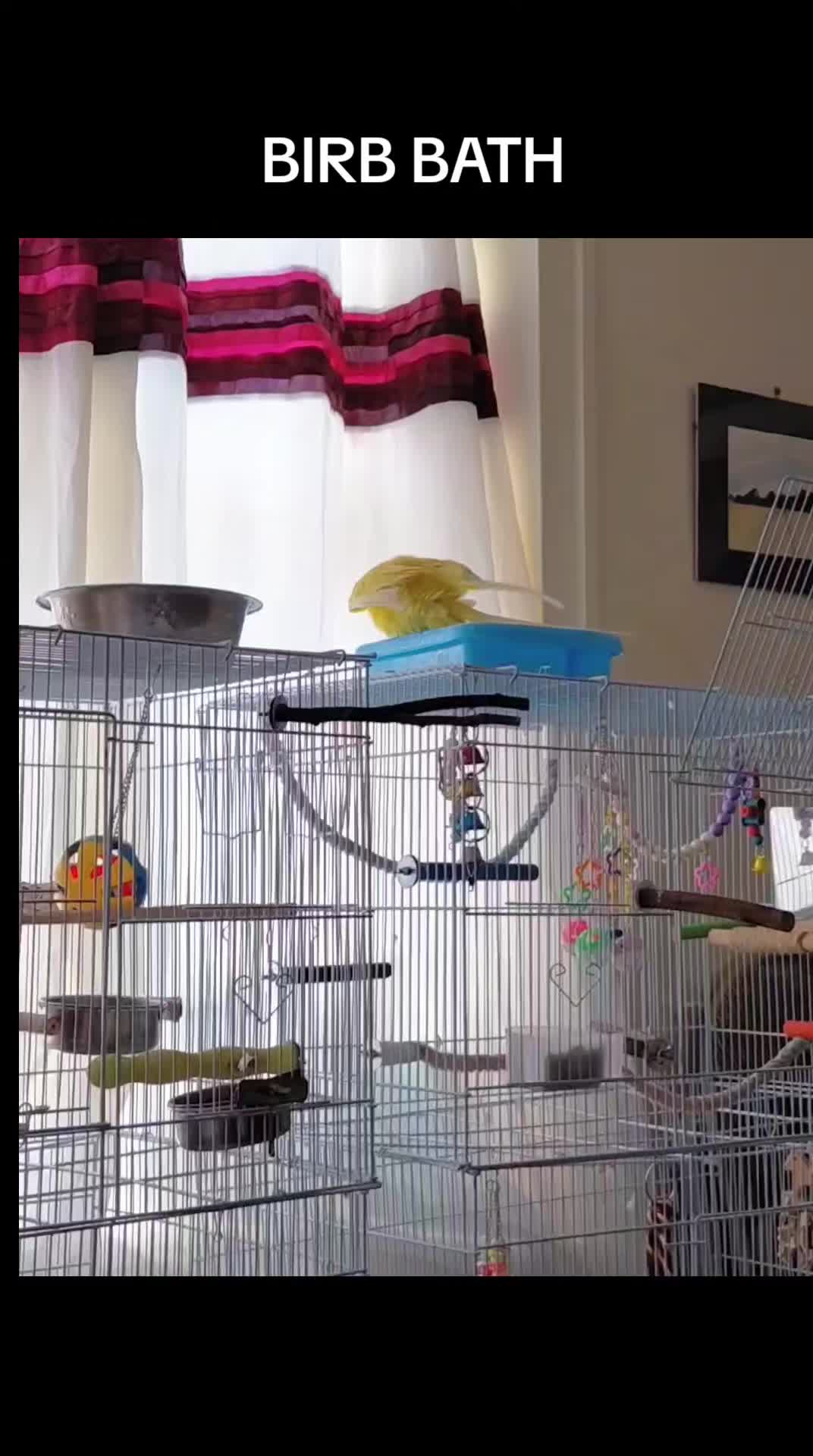 @BERTIEBOOPS & CO