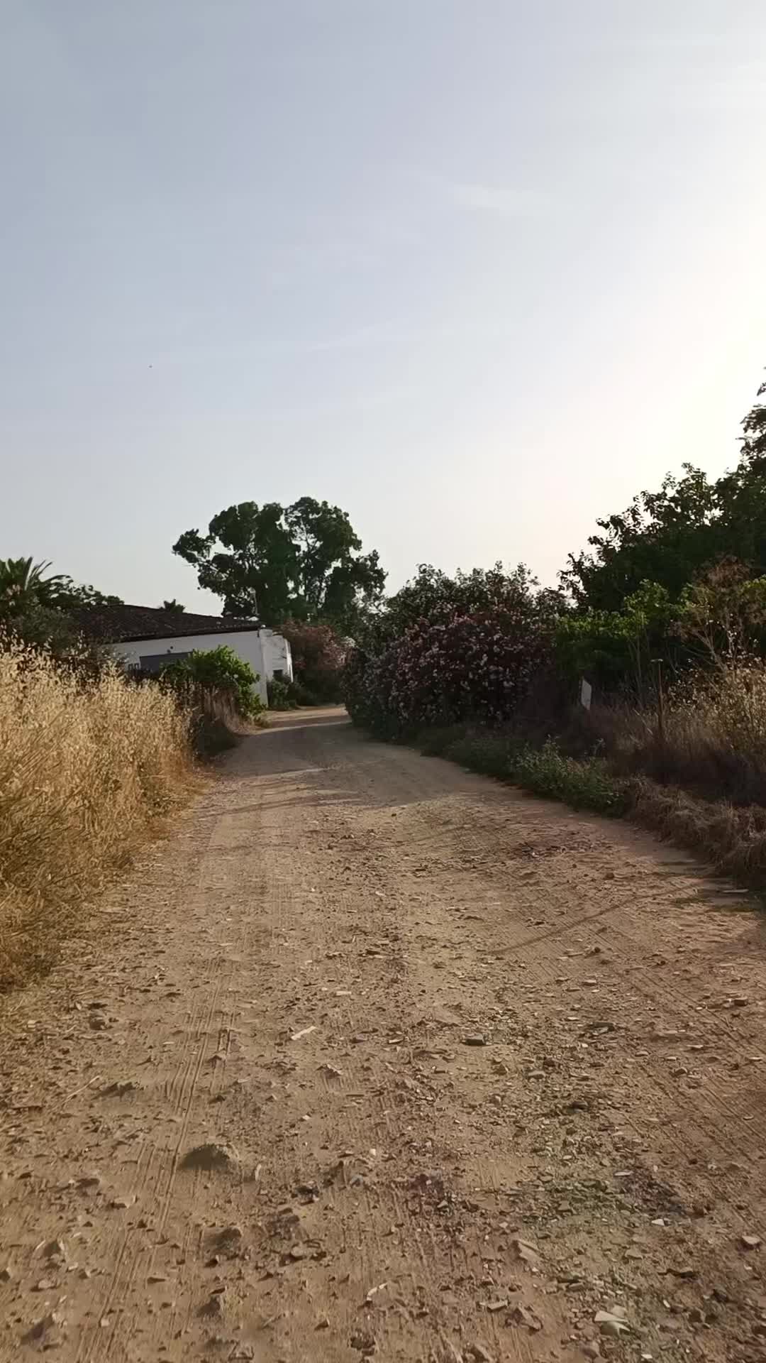 @El Bicho 🕷️