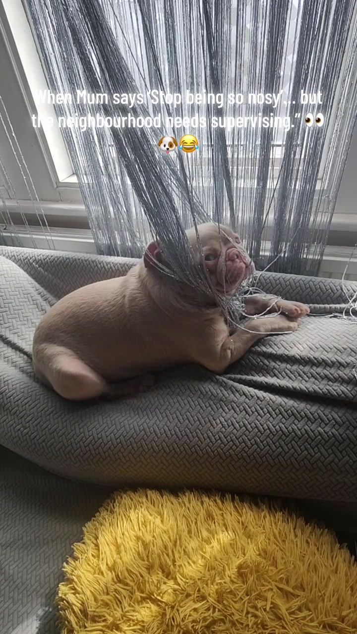 @pinkpugrufus