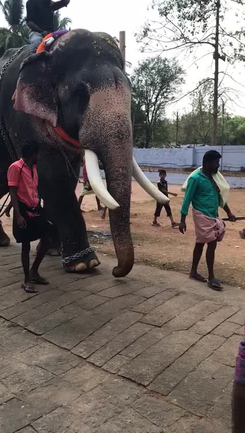 @Vaisakh M
