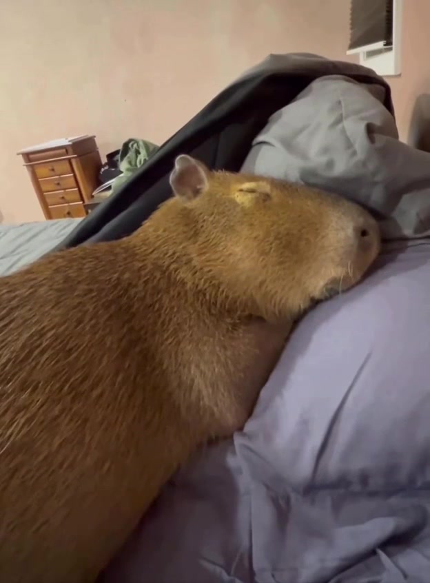 @Capybarabaramedia