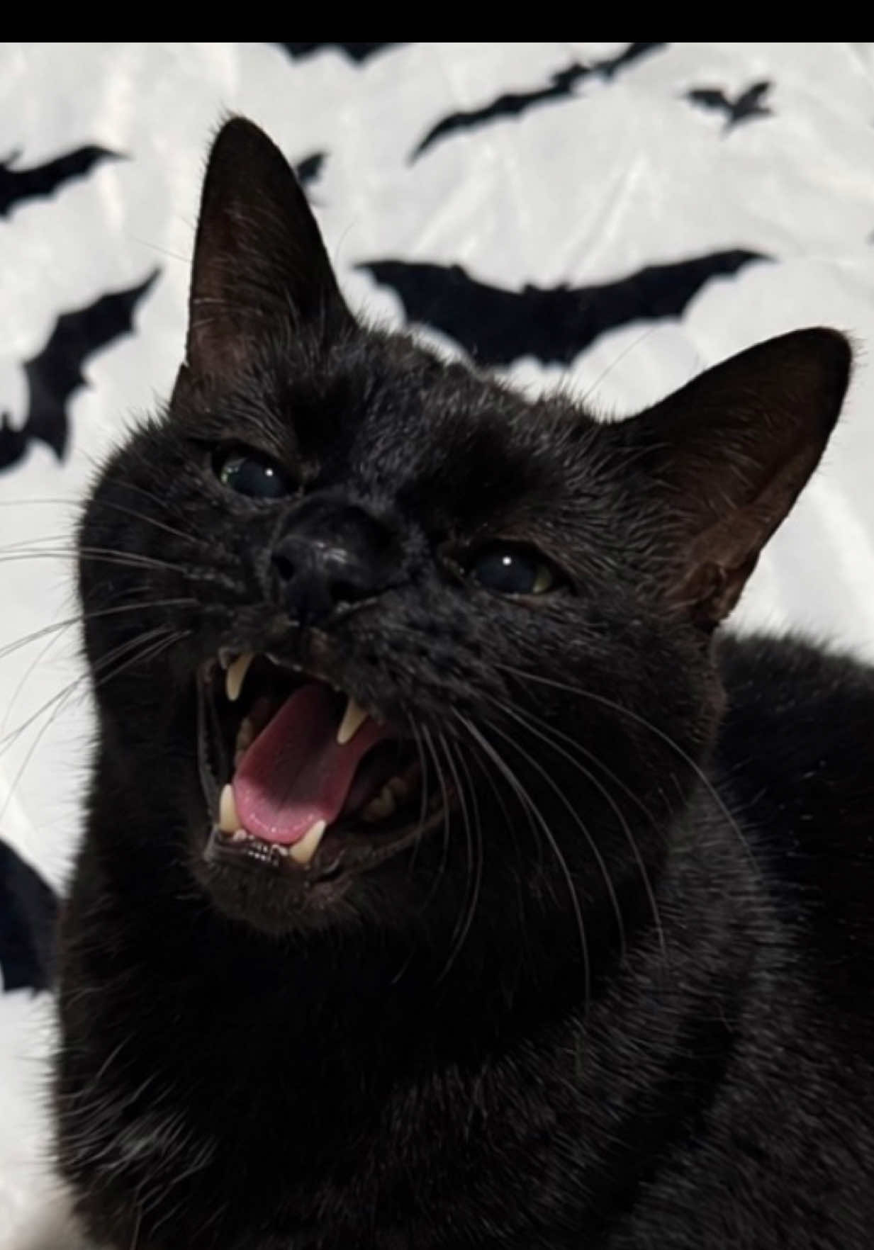 @Teefie_tribe 🐈⬛🐈⬛🐈🦷🦷