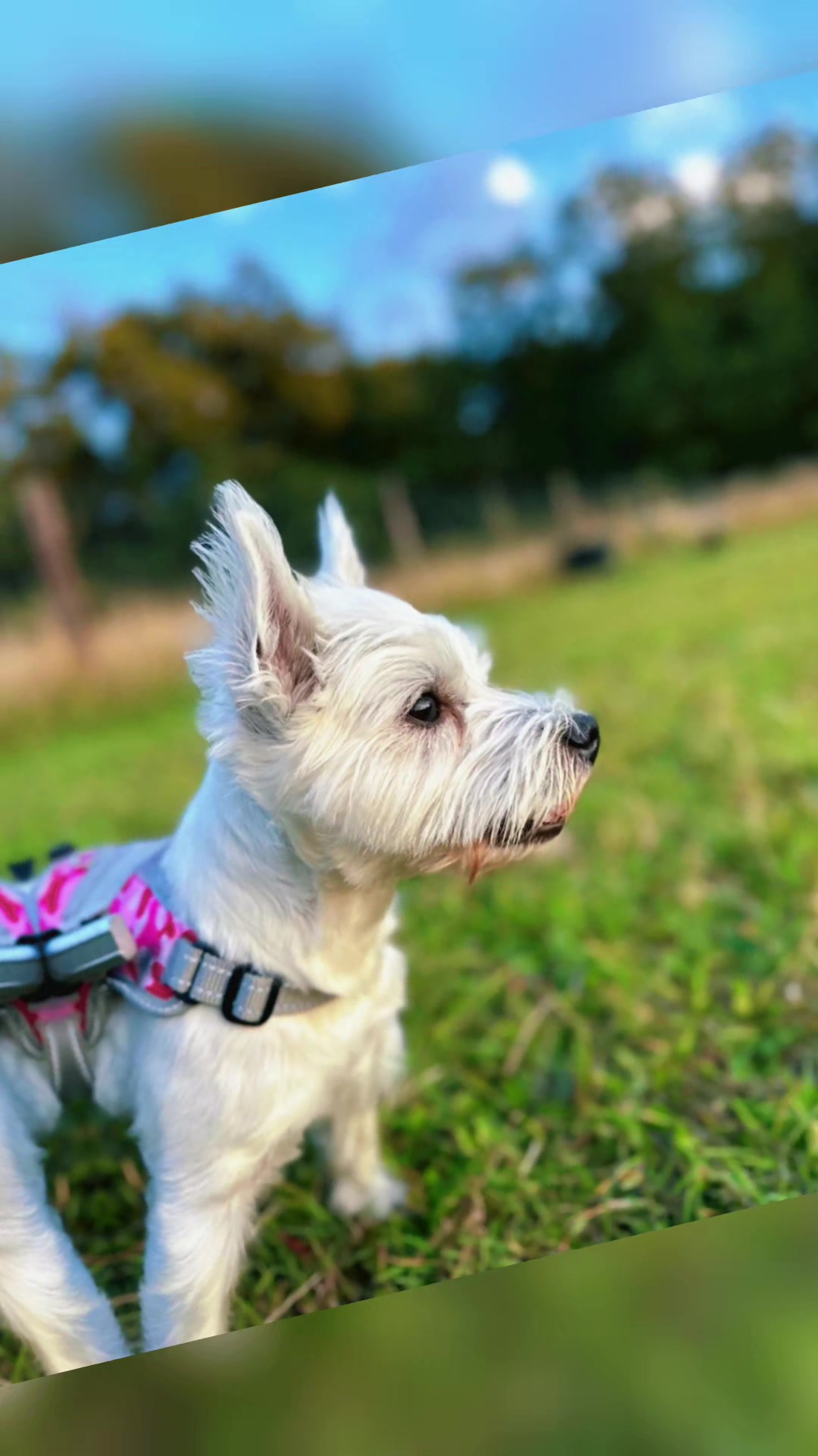 @Pumpkin and friends charity
