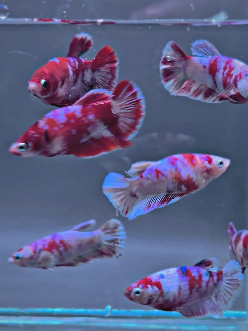 @Sakana Betta Batam