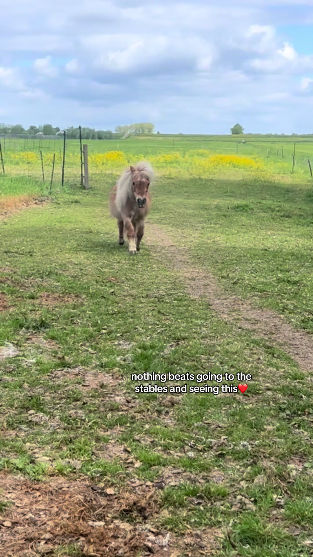@idh_horses
