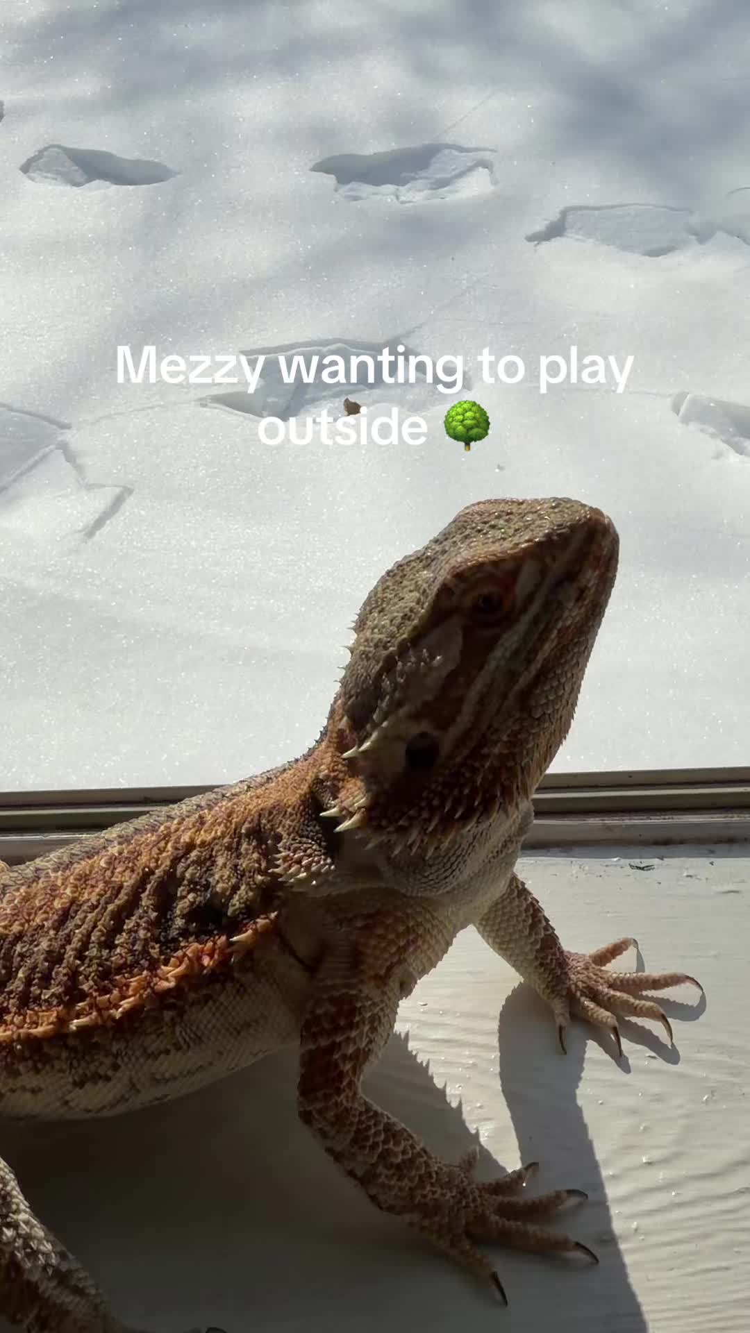 @Mezzy 🦎
