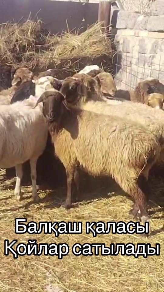 @kh_akferma09