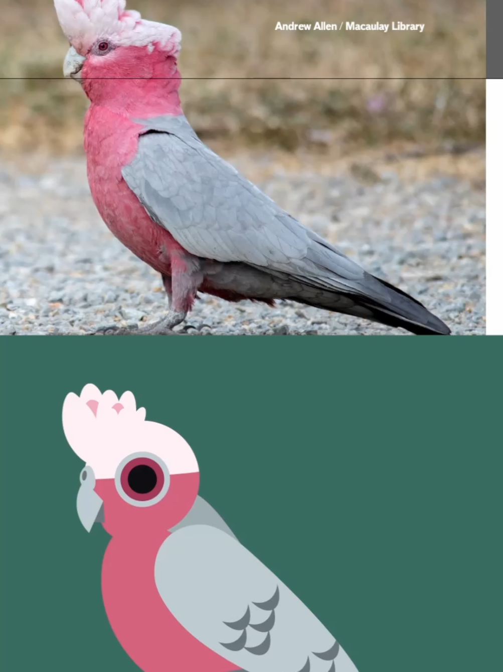 @Flock Around