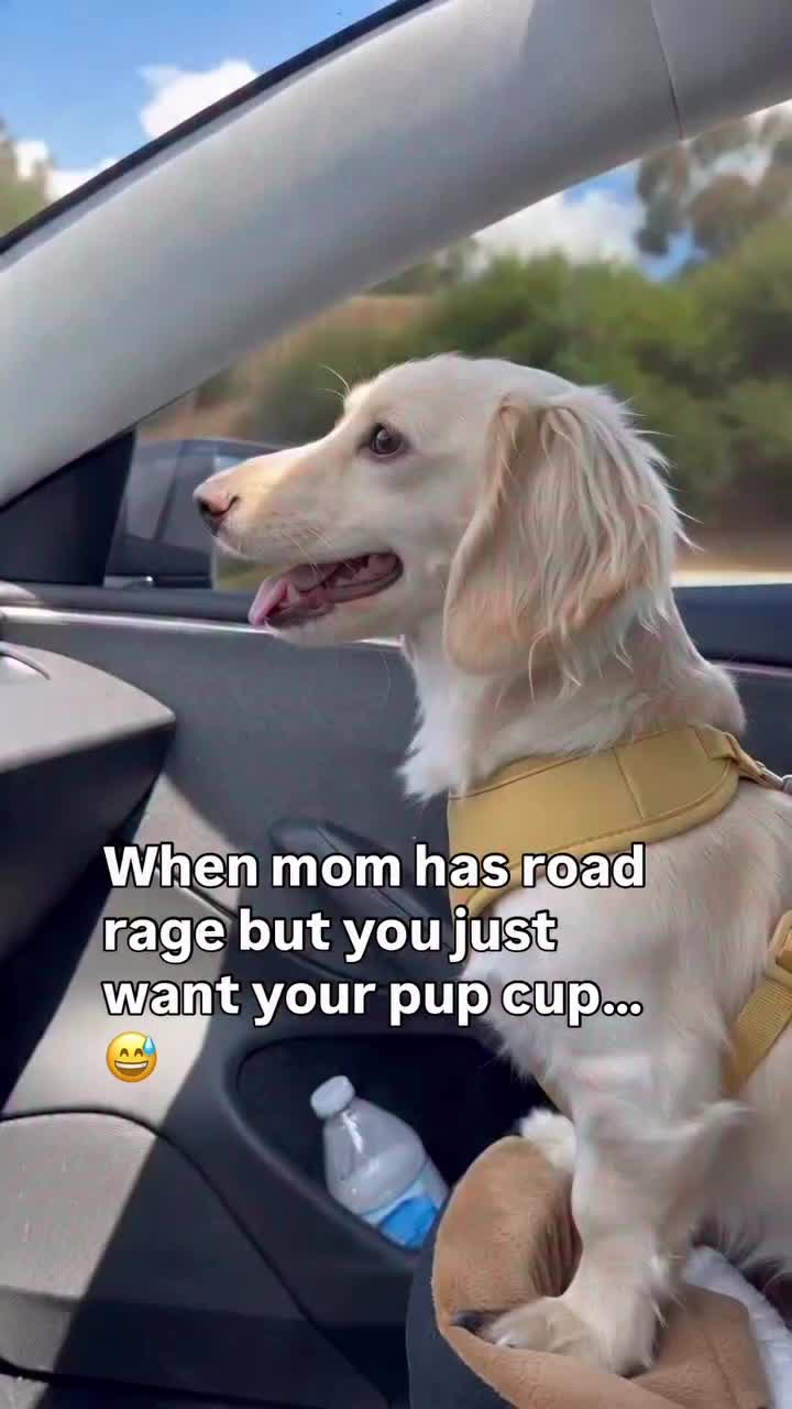 @Charisma Dachshunds