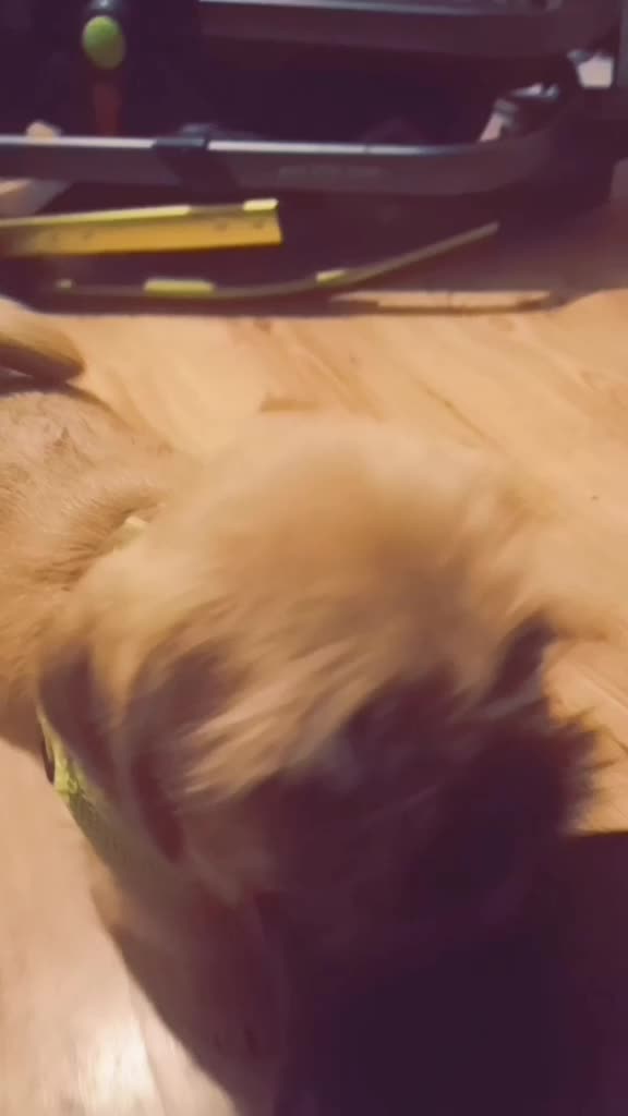 @NachoAndFriends