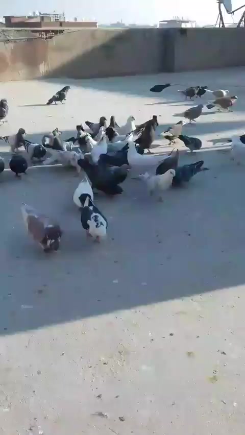 @paşa.official