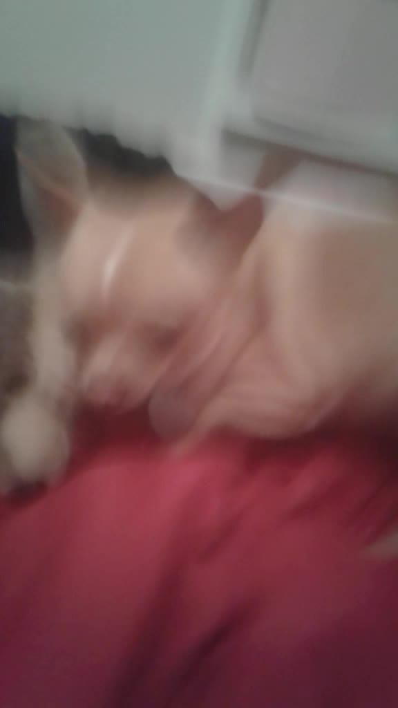 @ellie.the.teacup.pup