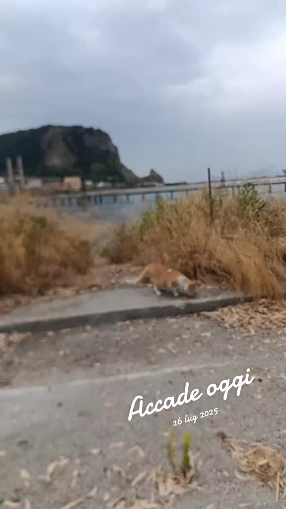 @adrianagirasole