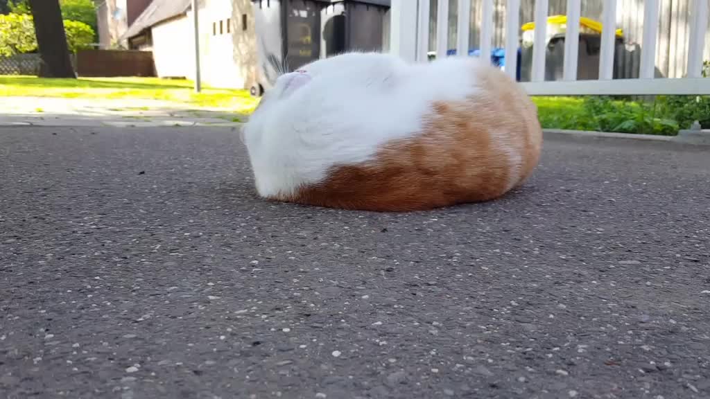 @♥️FELIX♥️