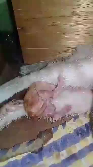 @catdogmeowmeow