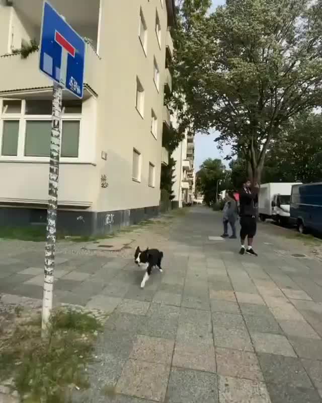 @Funny Animals World R